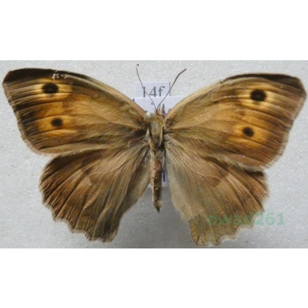 Hyponephele lycaon (Rottemburg, 1775) female Przestrojnik likaon Poland14f